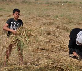 بالصور:عدسة فلسطين اليوم ترافق مزارع فلسطيني في موسم حصاد القمح في غزة