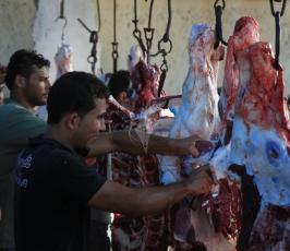 اضاحي في قطاع غزة ‫(30073241)‬ ‫‬