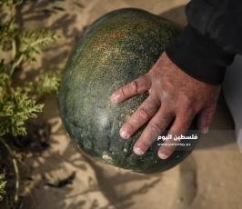بطيخ ‫(222794302)‬ ‫‬.jpg