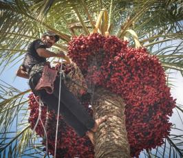 قطف البلح