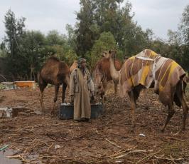 مواطن يرعى الإبل  رغم برودة الطقس وغزارة الأمطار ‫(1)‬