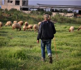 بالصور:عدسة فلسطين اليوم ترافق رعاة الأغنام في غزة