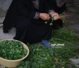 مزارعات  ‫(202810299)‬ ‫‬.JPG