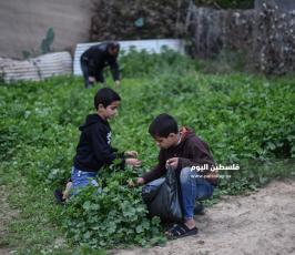 خبيزة ‫(290158012)‬ ‫‬.jpg