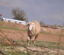 رعاة الاغنام