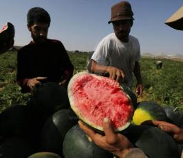 جني ثمار موسم البطيخ في قطاع غزة ‫(35324423)‬ ‫‬.jpeg