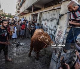 اضاحي2109 ‫(353136771)‬ ‫‬.jpg