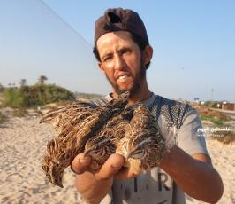 صيد السمان في دير البلح (7).jpeg