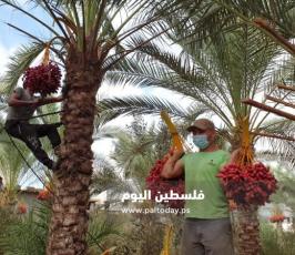 ثمار البلح (6).jpg