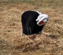 بالصور:عدسة فلسطين اليوم ترافق مزارع فلسطيني في موسم حصاد القمح في غزة