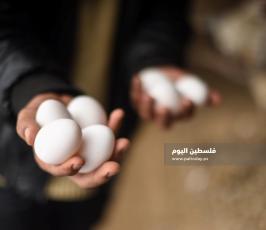 مزارع بيض ‫(293561230)‬ ‫‬.jpg