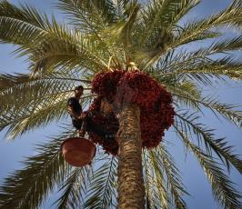 قطف البلح