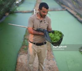 الأزولا تنجح في غزة ..بديل طبيعي للأعلاف التجارية ‫(39059974)‬ ‫‬.jpeg
