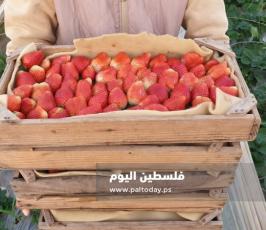 فراولة غزة13.jpg