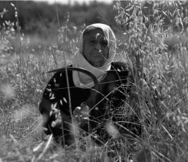 بالصور:عدسة فلسطين اليوم ترافق مزارع فلسطيني في موسم حصاد القمح في غزة