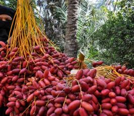 قطف البلح