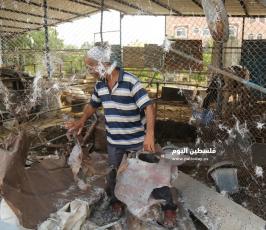 أضرار في مزرعة للبقر إثر القصف الصهيونى (12).JPG