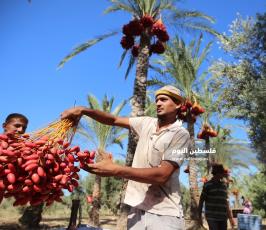موسم قطف ثمار البلح فى غزة ‫(38928905)‬ ‫‬.JPG