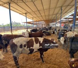 مزارع العجول بغزة  (4).jpeg