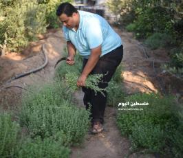  زراعة الزعتر بغزة ‫(39059970)‬ ‫‬.jpeg