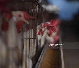 مزارع بيض ‫(293561226)‬ ‫‬.jpg