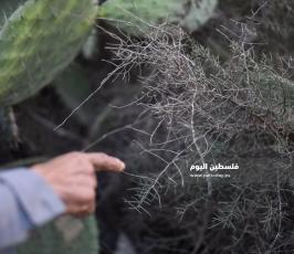 هليون ‫(290538159)‬ ‫‬.jpg