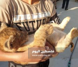شبل اسد5.jpg