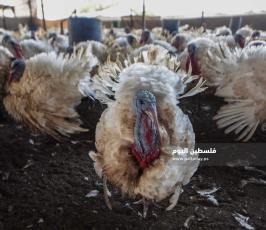 مزارع حبش ‫(166361627)‬ ‫‬.jpg
