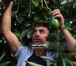 قطف ثمار الافوكادو  (11).jpg