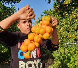 الحمضيات في غزة  (17).jpeg