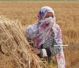 حصاد القمح (22).jpg