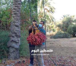 جني ثمار البلح في دير البلح (21).jpg