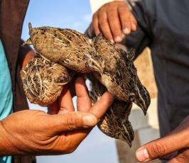 طائر السمان  ‫(34669059)‬ ‫‬.jpg