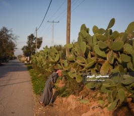 هليون ‫(290538164)‬ ‫‬.jpg