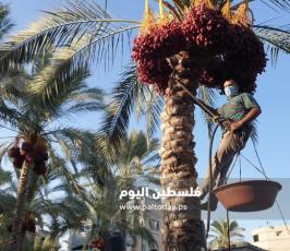 جني ثمار البلح في دير البلح (22).jpg