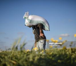 جنى العدس ‫(224350099)‬ ‫‬.jpg