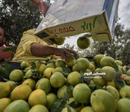 قطف حمضيات  ‫(1)‬.jpg