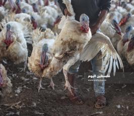 مزارع حبش ‫(166361629)‬ ‫‬.jpg