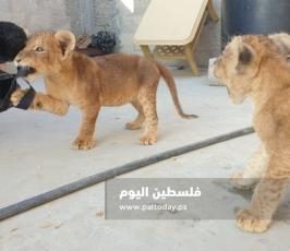 شبل اسد4.jpg