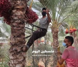ثمار البلح (13).jpg