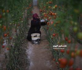 مزارعات  ‫(202810296)‬ ‫‬.JPG