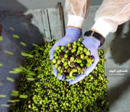 جولة في معاصر الزيتون بمحافظة خانيونس جنوبي قطاع غزة9.jpg