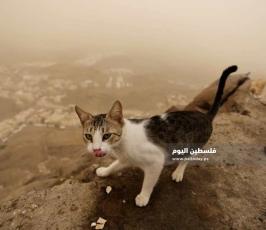 حجاج بيت الله الحرام يطعمون الحيوانات الفواكه ‫(1)‬ ‫‬.jpeg
