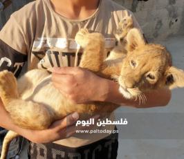 شبل اسد6.jpg