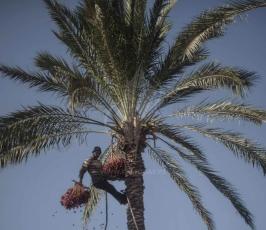 موسم جنى ثمار البلح  ‫(42074626)‬ ‫‬.jpeg