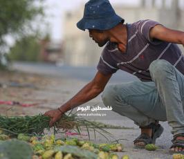 فاكهة أهل غزة الصبر ‫(38535684)‬ ‫‬.jpg