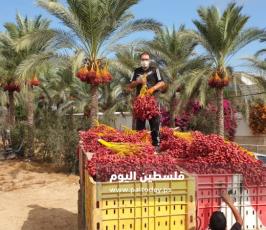 ثمار البلح (20).jpg