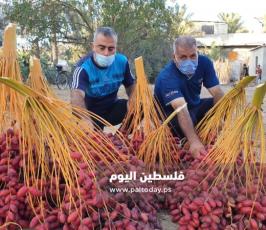 جني ثمار البلح في دير البلح (9).jpg