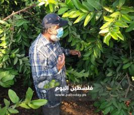جوافة2.jpg