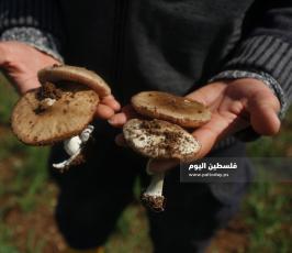 الفطر البري  (2).jpg